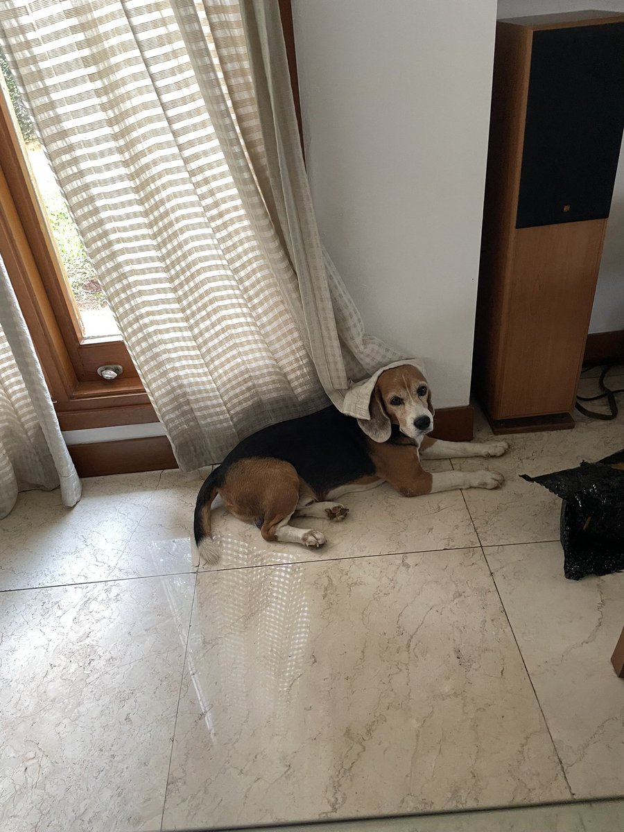 beyondtheboys's tweet photo. yaampun duduknya pun kayak my beagles…🥺 https://t.co/9UlKOdb20D