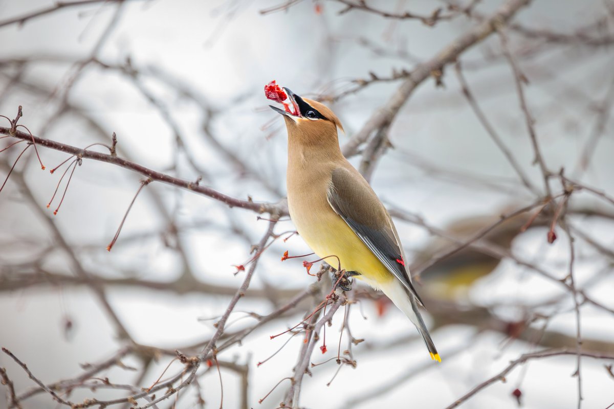 MelodyAnneM's tweet image. Nearly four years after planting this tree the Cedar Waxwings finally came to enjoy its fruit!

Photographed with a Canon 5D Mark IV &amp;amp; 100-400mm f/4.5-5.6L lens +1.4x III extender.

#birds #canonusa #teamcanon #nature #wildlife  #melodymellingerphotography