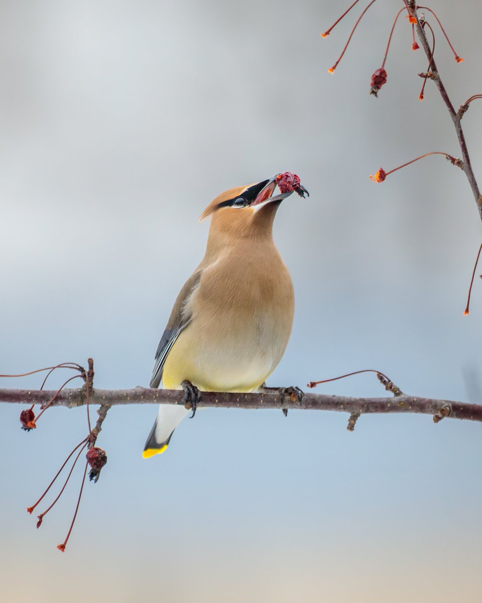 MelodyAnneM's tweet image. Nearly four years after planting this tree the Cedar Waxwings finally came to enjoy its fruit!

Photographed with a Canon 5D Mark IV &amp;amp; 100-400mm f/4.5-5.6L lens +1.4x III extender.

#birds #canonusa #teamcanon #nature #wildlife  #melodymellingerphotography