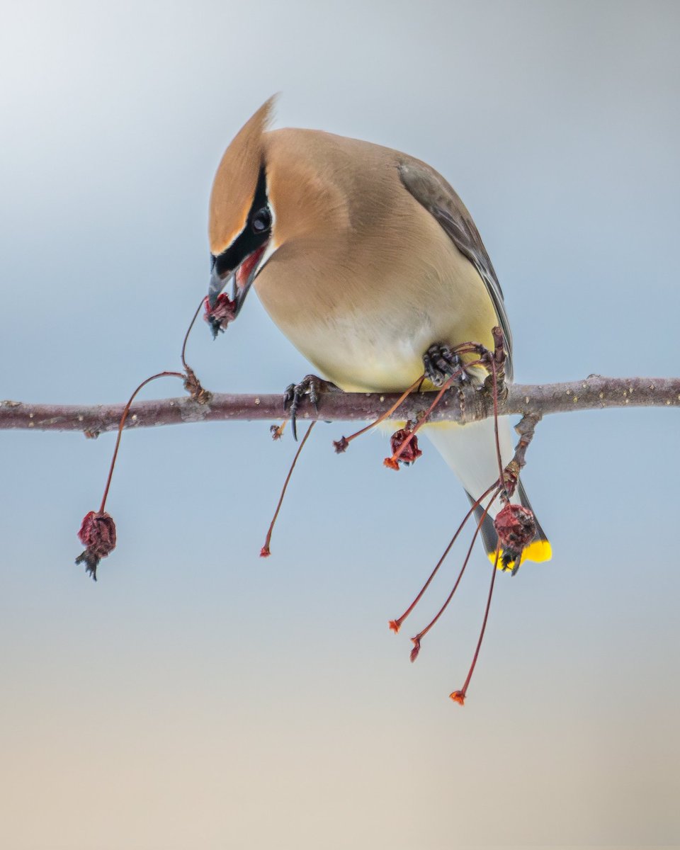 MelodyAnneM's tweet image. Nearly four years after planting this tree the Cedar Waxwings finally came to enjoy its fruit!

Photographed with a Canon 5D Mark IV &amp;amp; 100-400mm f/4.5-5.6L lens +1.4x III extender.

#birds #canonusa #teamcanon #nature #wildlife  #melodymellingerphotography