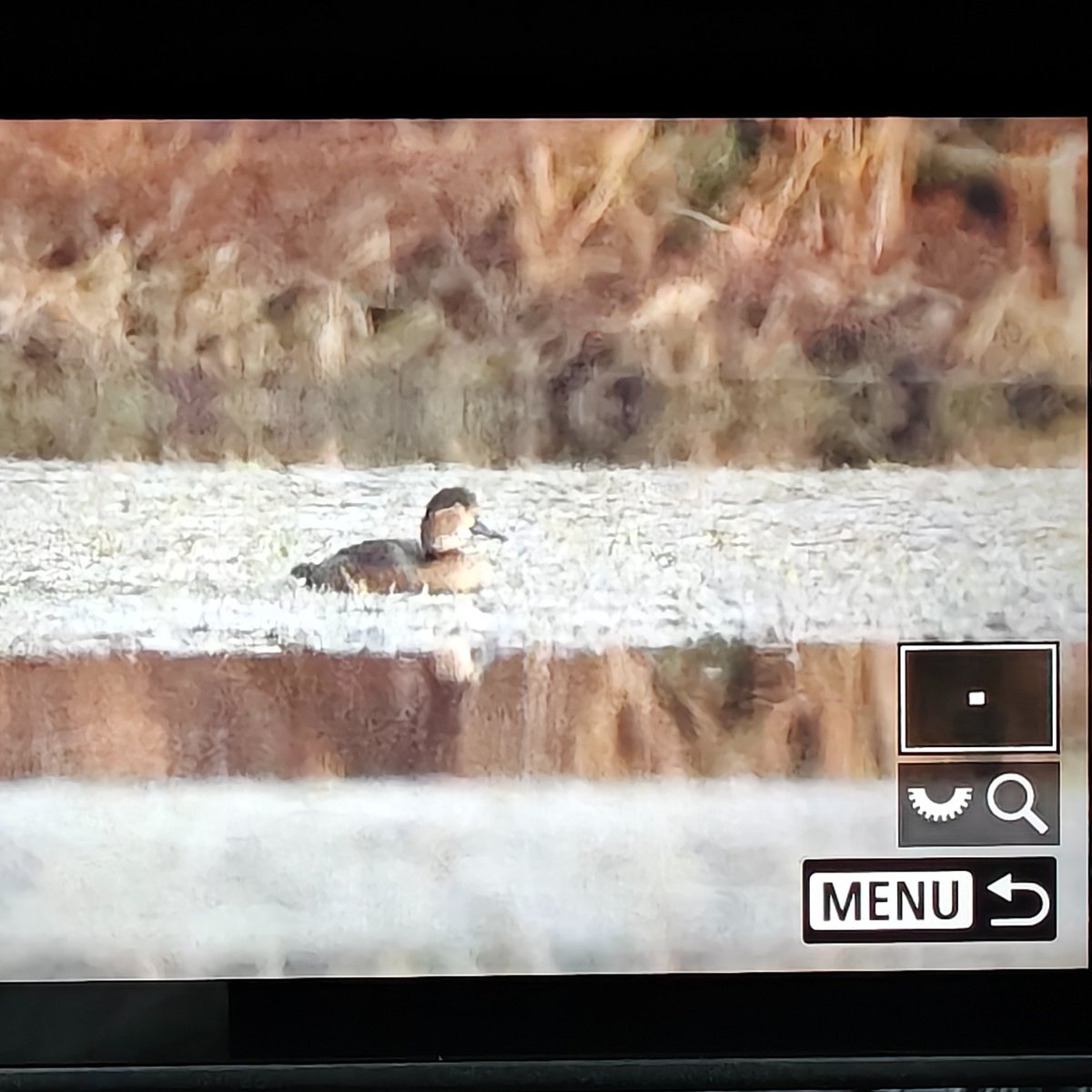 Caleb Knight tweet media