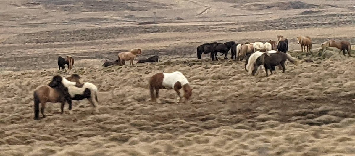 KwanKew's tweet photo. Happy Lunar New Year, the year of the horse. Speed, resilience, bravery.
#ChineseNewYear #horselover @aaww @Wellesley
@WCWnews 
@WellesleyBooks
@AsianWriters
@poetswritersinc
@WomenWriters
@WritersDigest
@McFarlandBooks
@AAUW https://t.co/g3pynNenwb