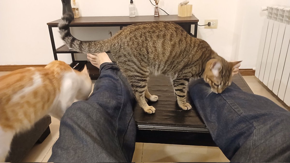 acselpng's tweet photo. el antidoping que tengo que pasar cada que vengo de otra casa con gato https://t.co/83nrkjw3iQ