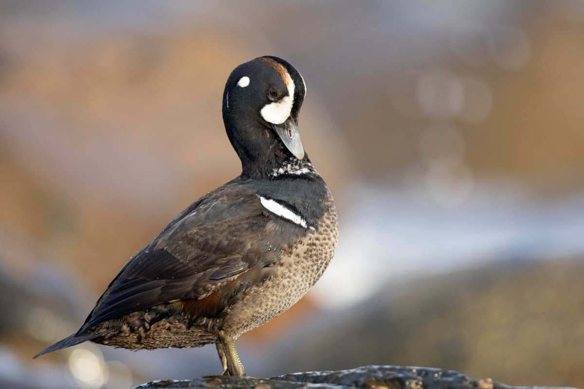 Caleb Knight tweet media