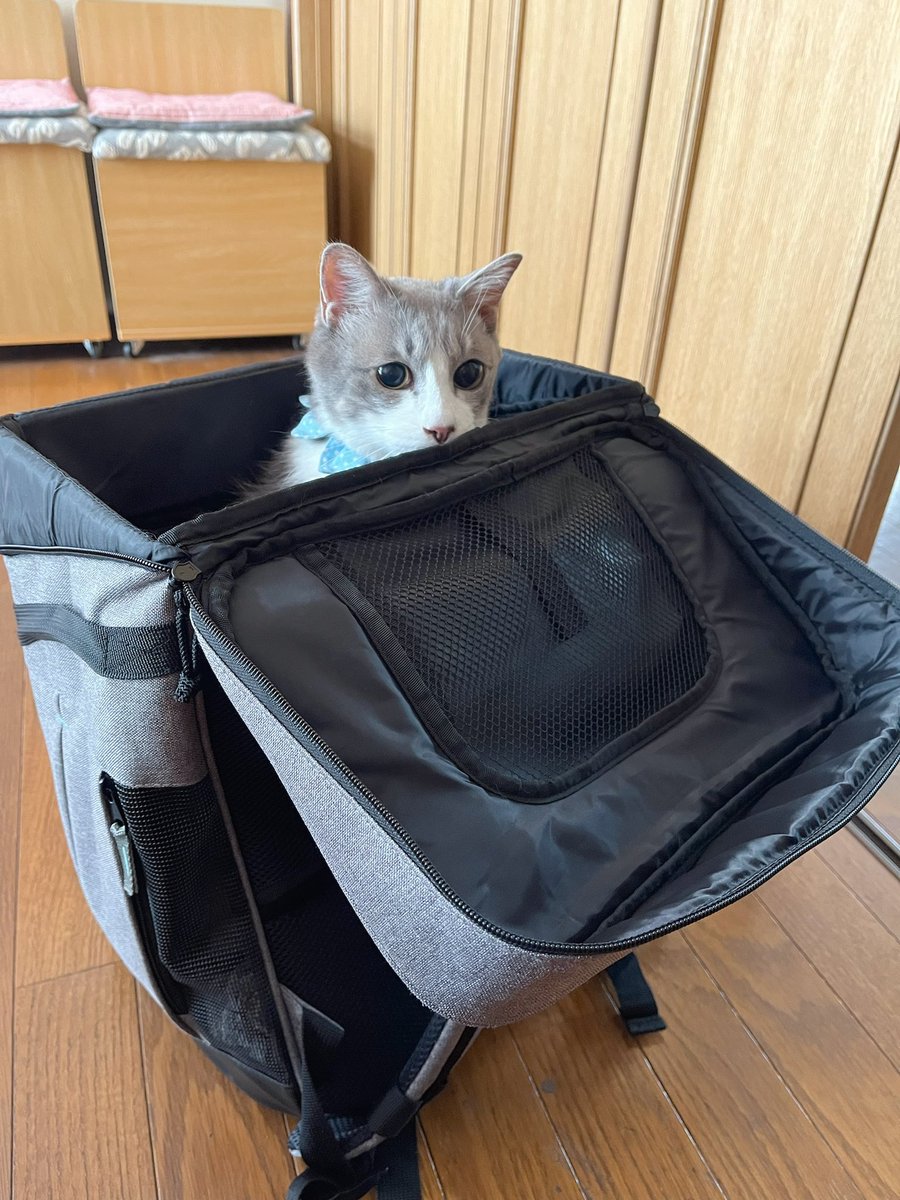 動物病院の先生に歳のわりに元気って言われたおじじキャット