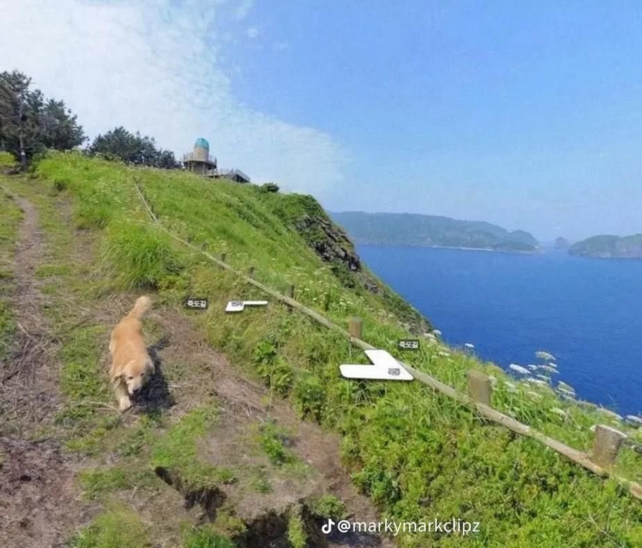 Puppieslover's tweet photo. This is Maru. They're the friendly Golden Retriever from South Korea's tiny Jukdo Island. Decided the Google Street View photographer needed a buddy, so they followed along the whole time, photobombing over 1,000 images with pure happiness. Best tour guide ever. https://t.co/KSRVV4qujV