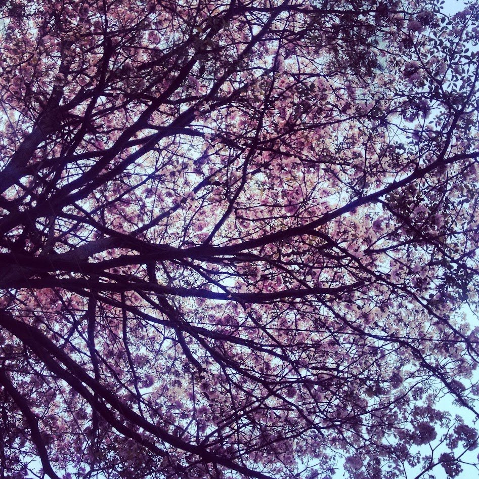 CubbonWalks's tweet photo. Secrets of pink Bengaluru 🌸. Did you know we have two seasons of pink? And many varieties of these flowers?
And no, they're not cherry blossoms.
Who planted them? What did Bangalore look like before?
Come see Bangalore's flowers and trees more closely on our walks! https://t.co/oUeYBz1E0N