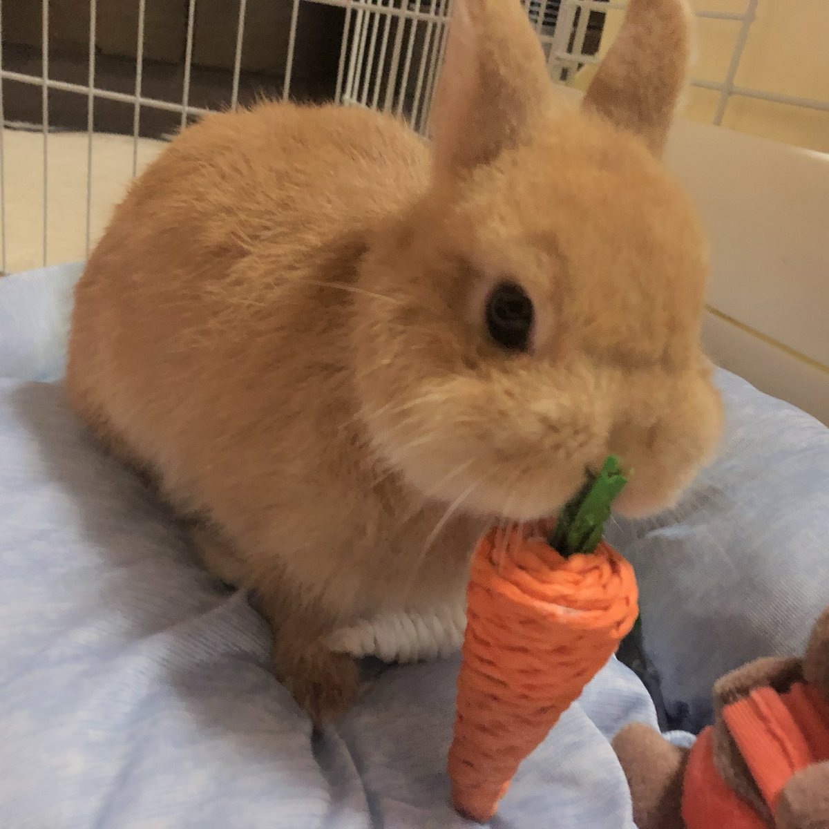kurumi20220504's tweet photo. 🥕

#うさぎ #ネザーランドドワーフ https://t.co/xGXUg7bShm