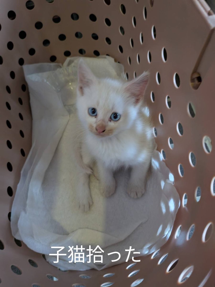 蓄積疲労大魔王 tweet media