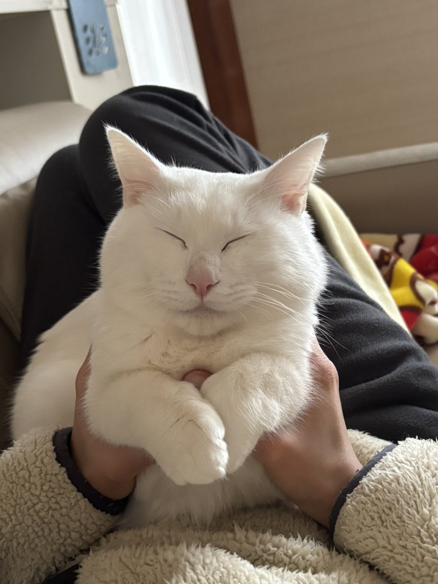 実家猫も親が拾ってから半年くらいでお餅みたいにまんまるになったな…可愛い