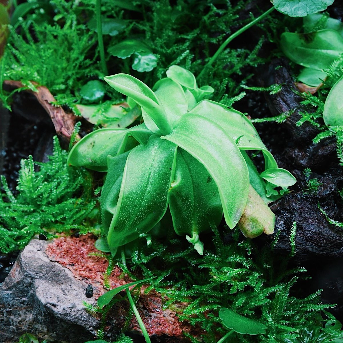 ada_lab_umeda's tweet photo. PLANTS REPORT
: Pinguicula primuliflora

アメリカ南東部の湿地に自生する食虫植物の一種。
本作品はまだ開花に至っていませんが、桜草のような可憐な花を咲かせる事から、サクラソウ（Primula＝プリムラ）が学名の由来となっています。

#adalab #adalabumeda #ada https://t.co/rOs0gQOBv1