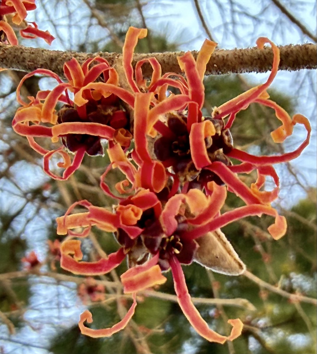 Deshawn68882369's tweet photo. Witch hazel now opening @sjgiardini @TheRena44620640 @stephiegal #witchhazel #winter #winterflower #FlowersOnX #FlowerPhotography https://t.co/OmLRhPdHBk