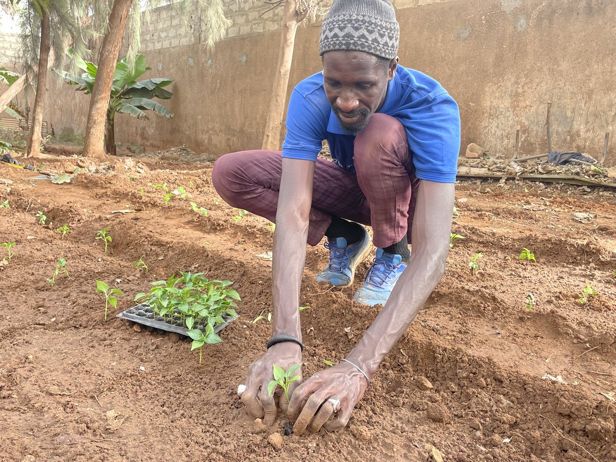 DiengAb21's tweet photo. Chaque espèce peut être valoriser avec un peu de connaissances.
#PLD #Lejardin #Agroecologie https://t.co/6PaygOouIj