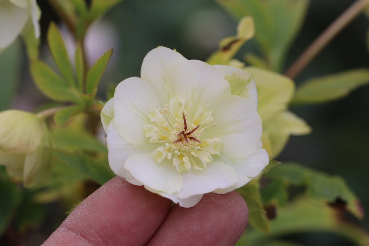 ohgi_nursery (@OhgiNursery) / Posts / X