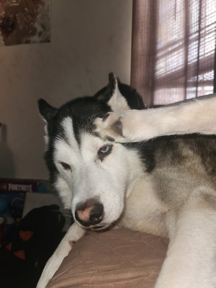 Melloskull's tweet photo. Today is thor 6th birthday day can everyone say happy birthday to him 🥳🎂 https://t.co/TP2XSVxmRN