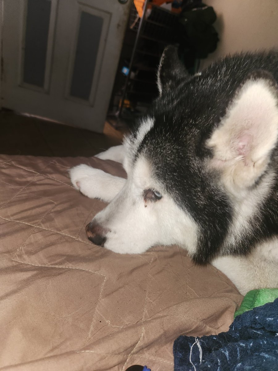 Melloskull's tweet photo. Today is thor 6th birthday day can everyone say happy birthday to him 🥳🎂 https://t.co/TP2XSVxmRN