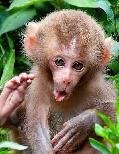 P_mujumbi's tweet photo. @i_am_Bing_ Some monkeys are white. https://t.co/WASoINxqIX