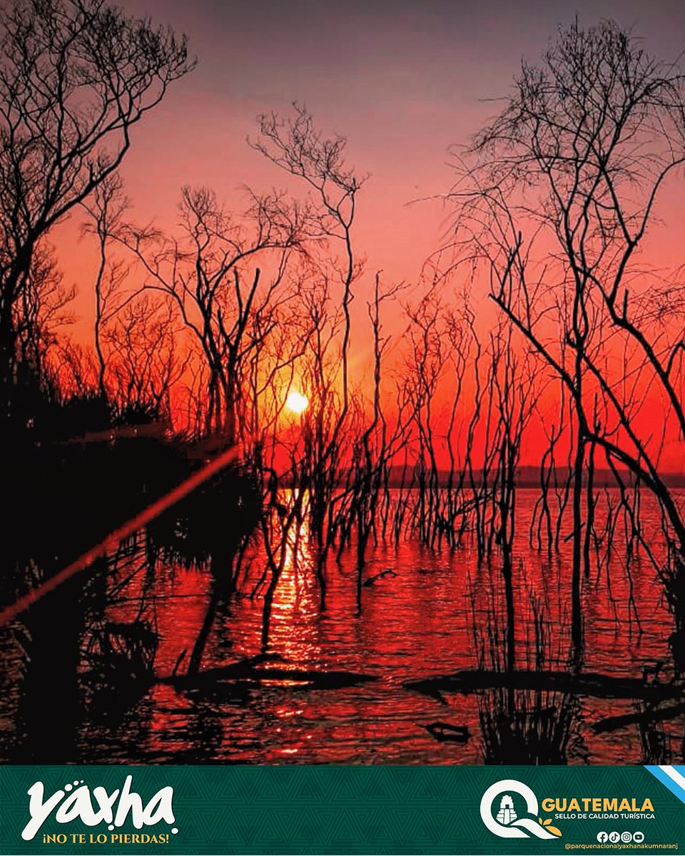 Naturaleza y cultura en un mismo escenario. 🏛️🌅

Los atardeceres mágicos en Yaxhá siempre te atrapan; desde cualquier lugar puedes observarlos y sentir la energía del tiempo deteniéndose.

El cielo de Petén no tiene filtros. ✨

📍 ¡No te lo pierdas!

#YaxhaNakumNaranjo