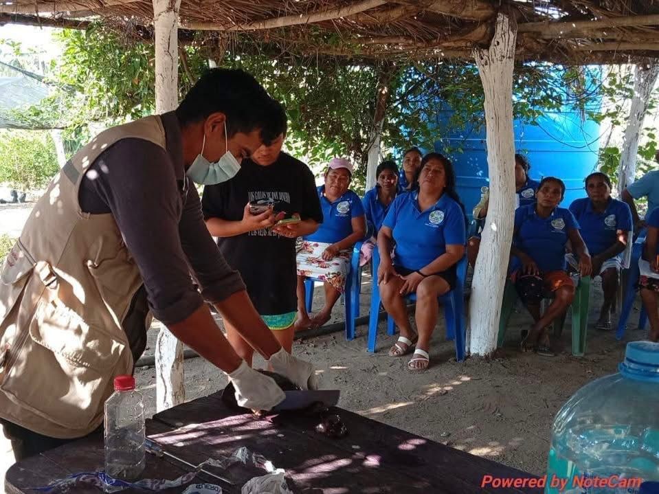 Con el objetivo de reforzar la vigilancia y la prevención sanitaria, técnicos de la Secretaría de Agricultura, Ganadería, Pesca y Desarrollo Rural del Estado de Guerrero (SAGADEGRO) y beneficiarios del programa Sembrando Vida, continúan la colocación de trampas contra el gusano