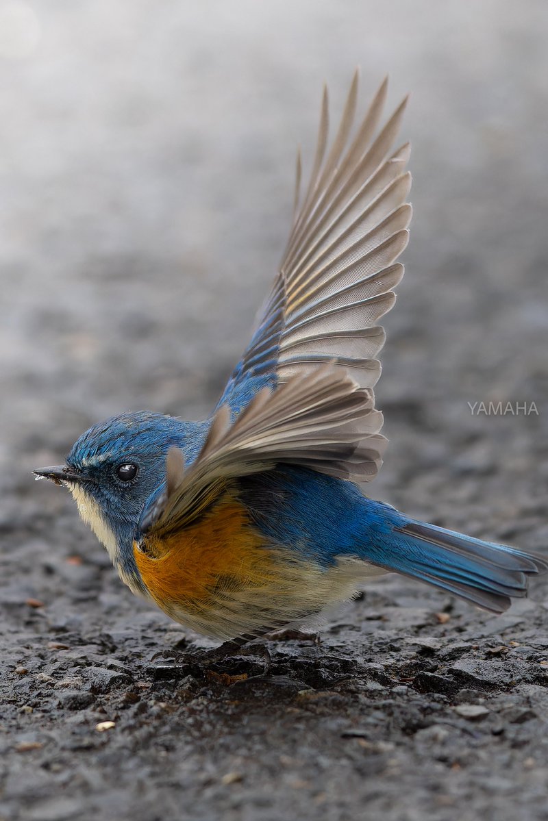 take off

#ルリビタキ