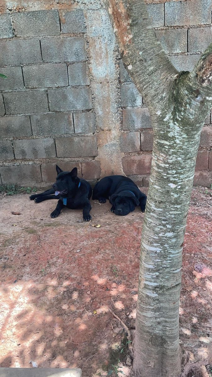 nesimachado's tweet photo. Adoção ou resgate em Guarulhos (SP). Urgente!

Tutor foi embora e soltou esses dois cães no Jd. Mediterrâneo, no Pimentas, em Guarulhos.  

São dóceis. Não recebi nenhuma informação adicional. Contato: (11) 95813-2129

Por favor, compartilhem. 🙏 https://t.co/ilFFLhKS13