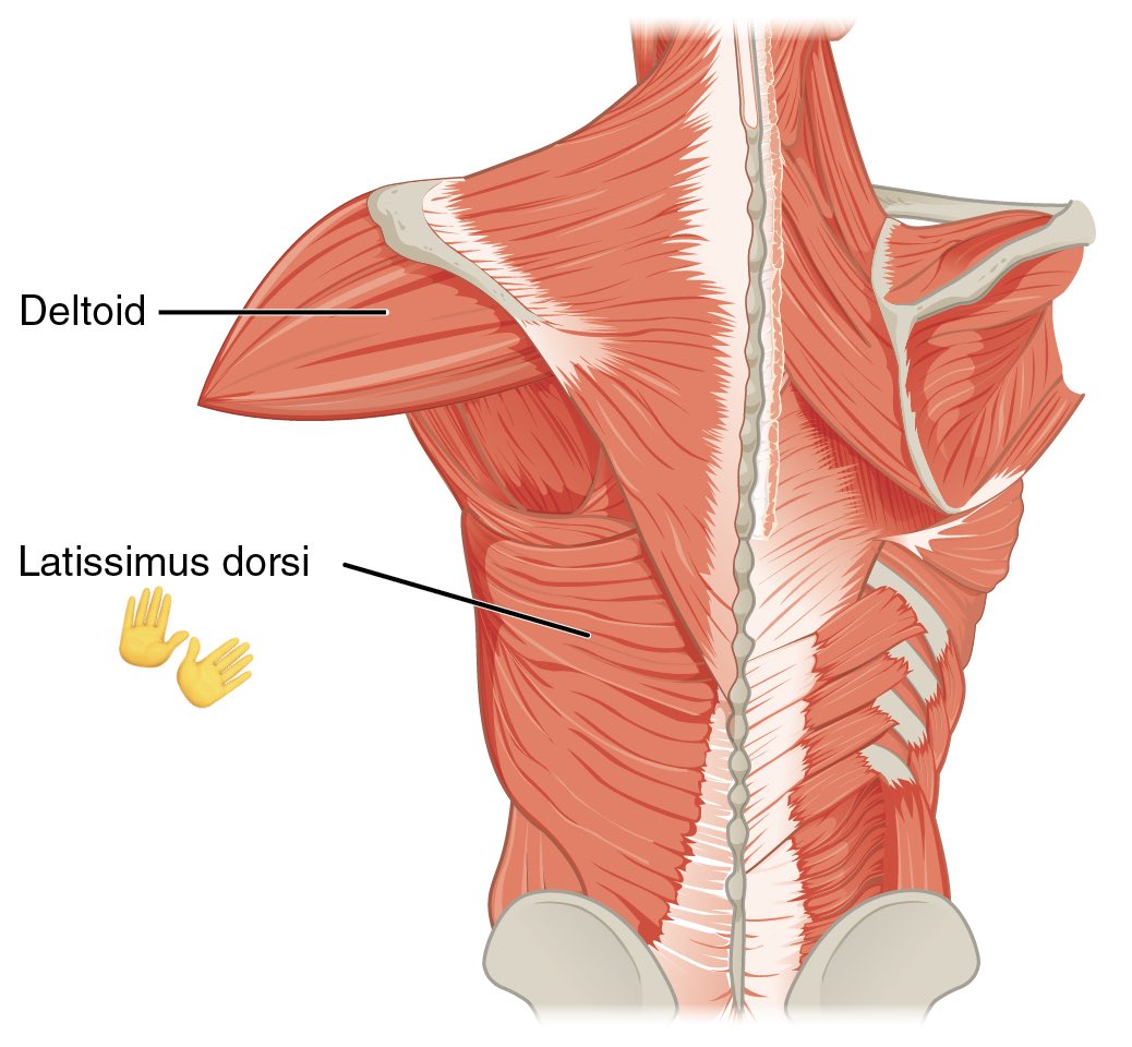 HyunjinFacts's tweet photo. UPDATE: Hyunjin anatomy lesson continues 🤭

We asked a Hwanger who is a doctor for a correct name for this back muscle. This muscle is called “latissimus dorsi”.

Hyunjin’s genetics + hard work (dancing) rewarded him with these beautiful well defined muscles!❤️

#HYUNJIN #현진 https://t.co/MlrrXdqJRe