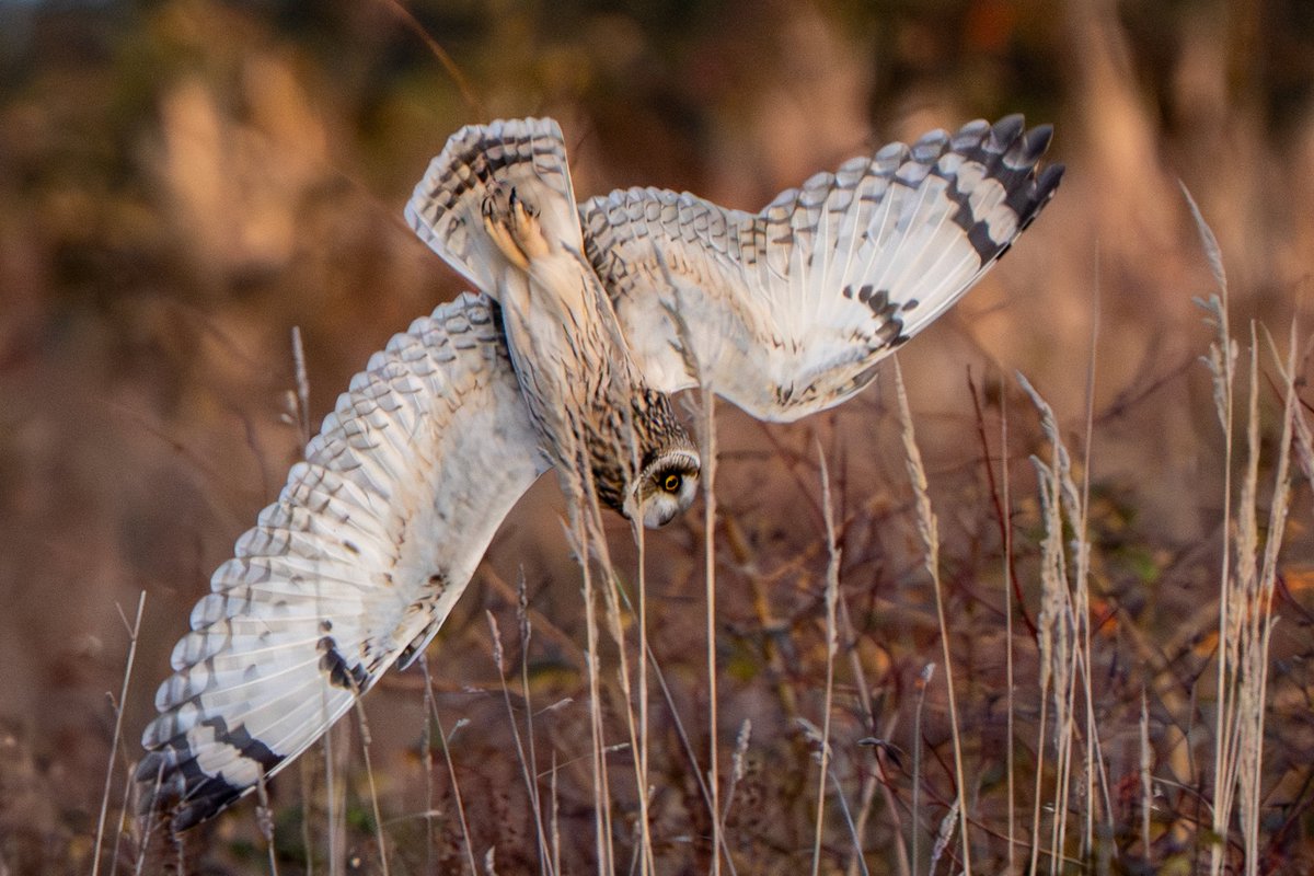 Essex Birdwatching Society tweet media