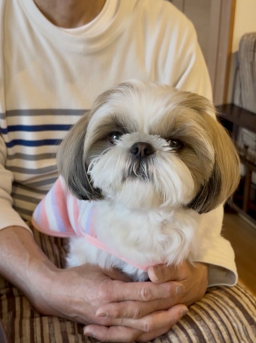 シーズー🐶華ちゃん🌺 (@2XUQSA61DhvUODr) / Posts / X