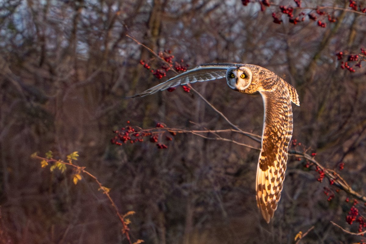 Essex Birdwatching Society tweet media