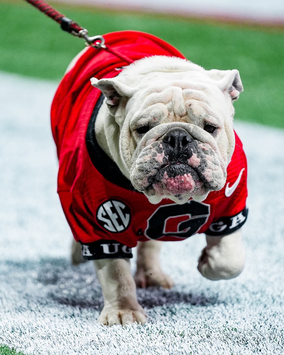 Professional good boy. 🐾