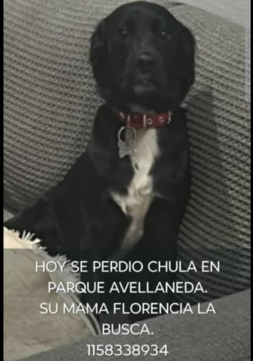 solo animales (@paraellostodo) on Twitter photo 