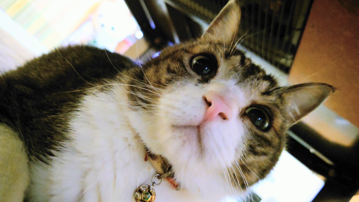 孫2号が生まれそう😆😆😆 #猫のいる暮らし #猫好きさんと繋がりたい𓃠