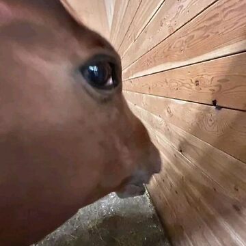 Matcharrie tweet media