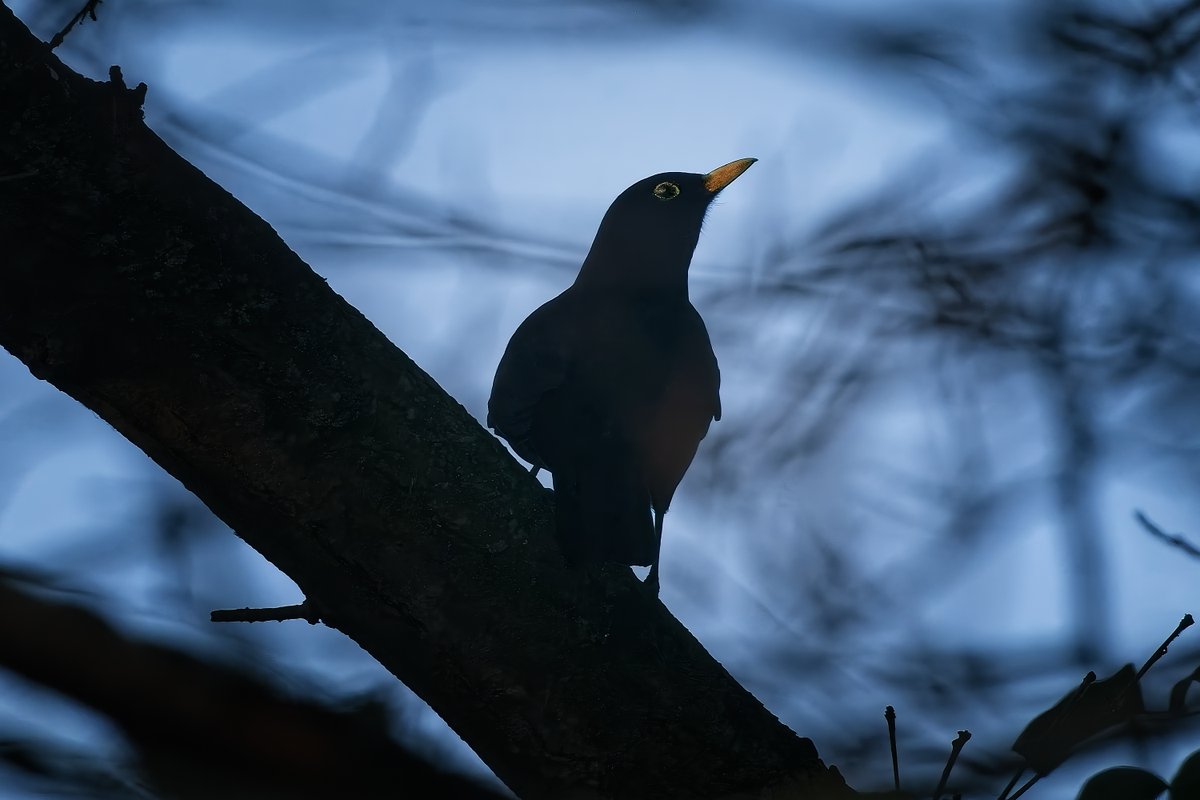 Essex Birdwatching Society tweet media