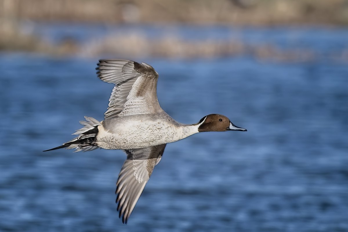 Essex Birdwatching Society tweet media