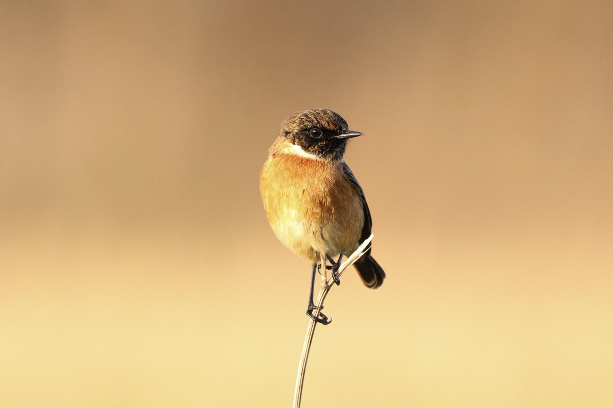 Essex Birdwatching Society tweet media