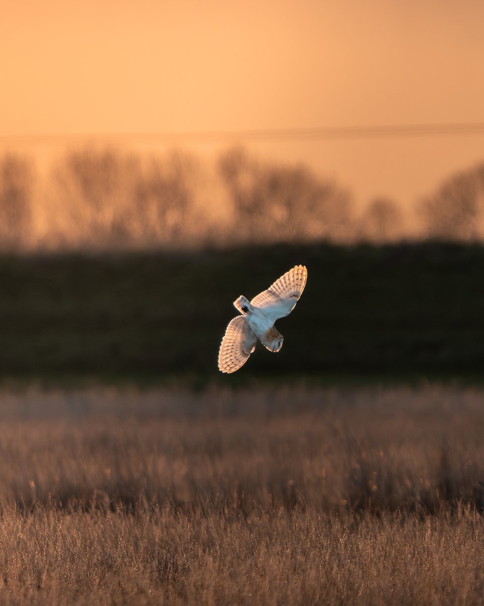 Essex Birdwatching Society tweet media
