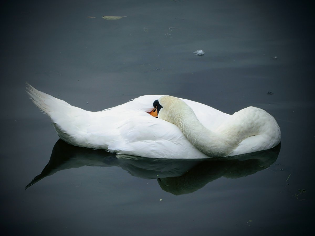 Essex Birdwatching Society tweet media