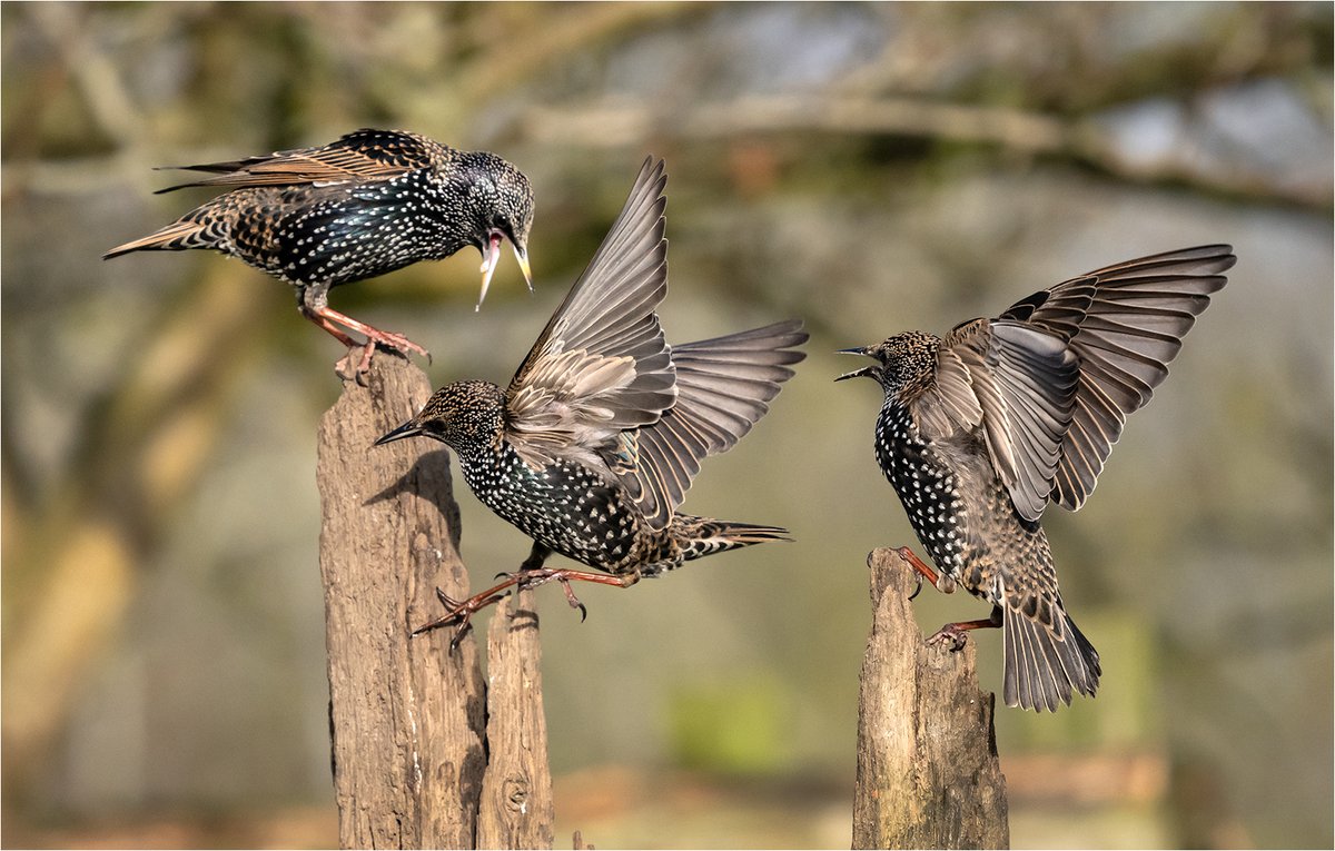 Essex Birdwatching Society tweet media