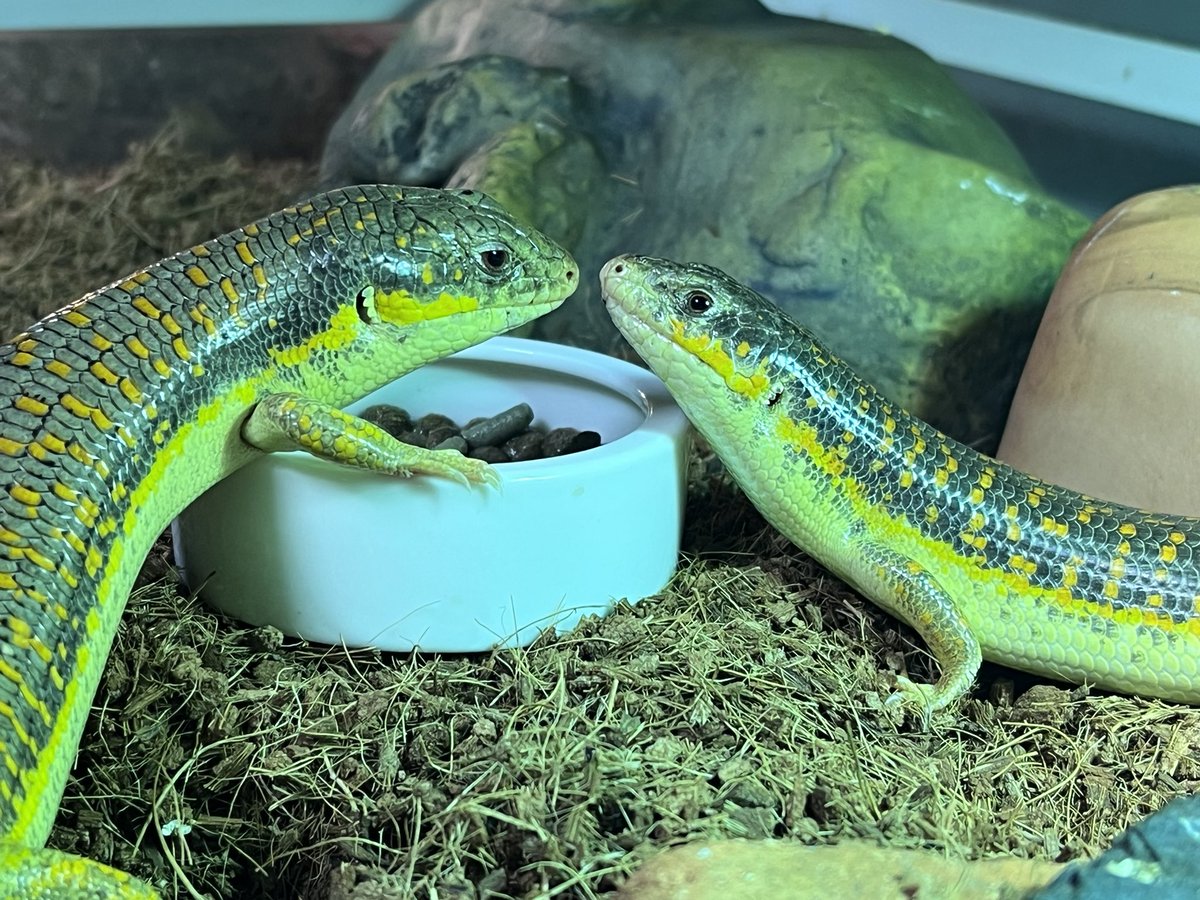 ゾノ (@zo___no) / Posts / X