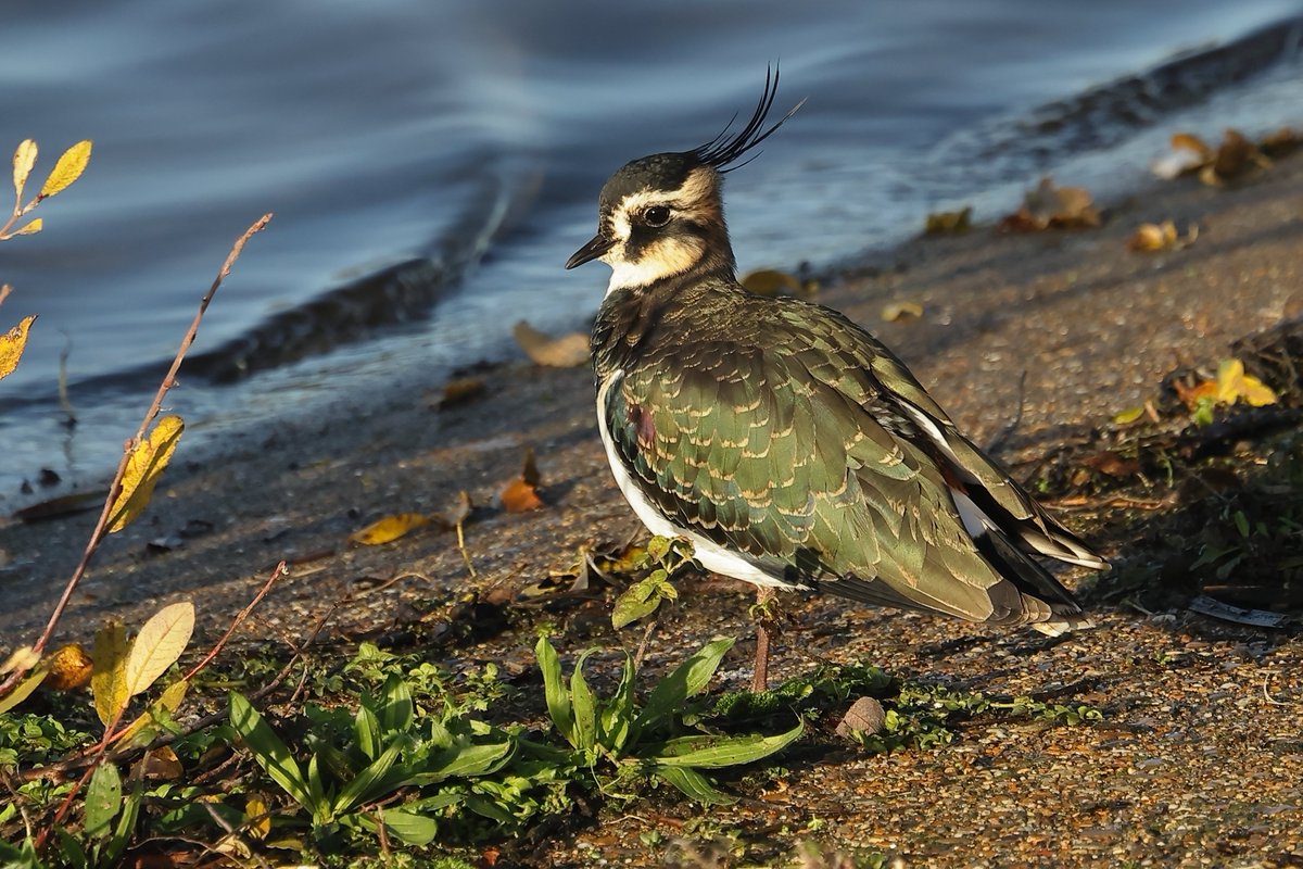 Essex Birdwatching Society tweet media