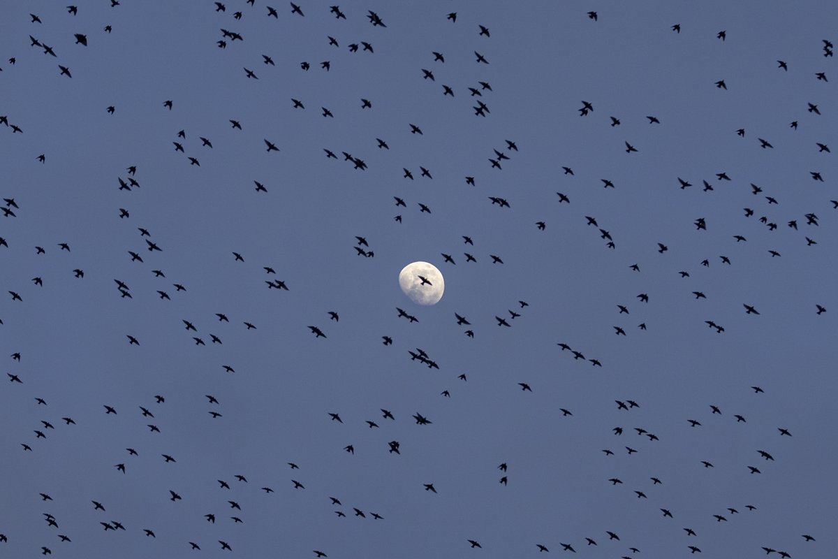 Essex Birdwatching Society tweet media