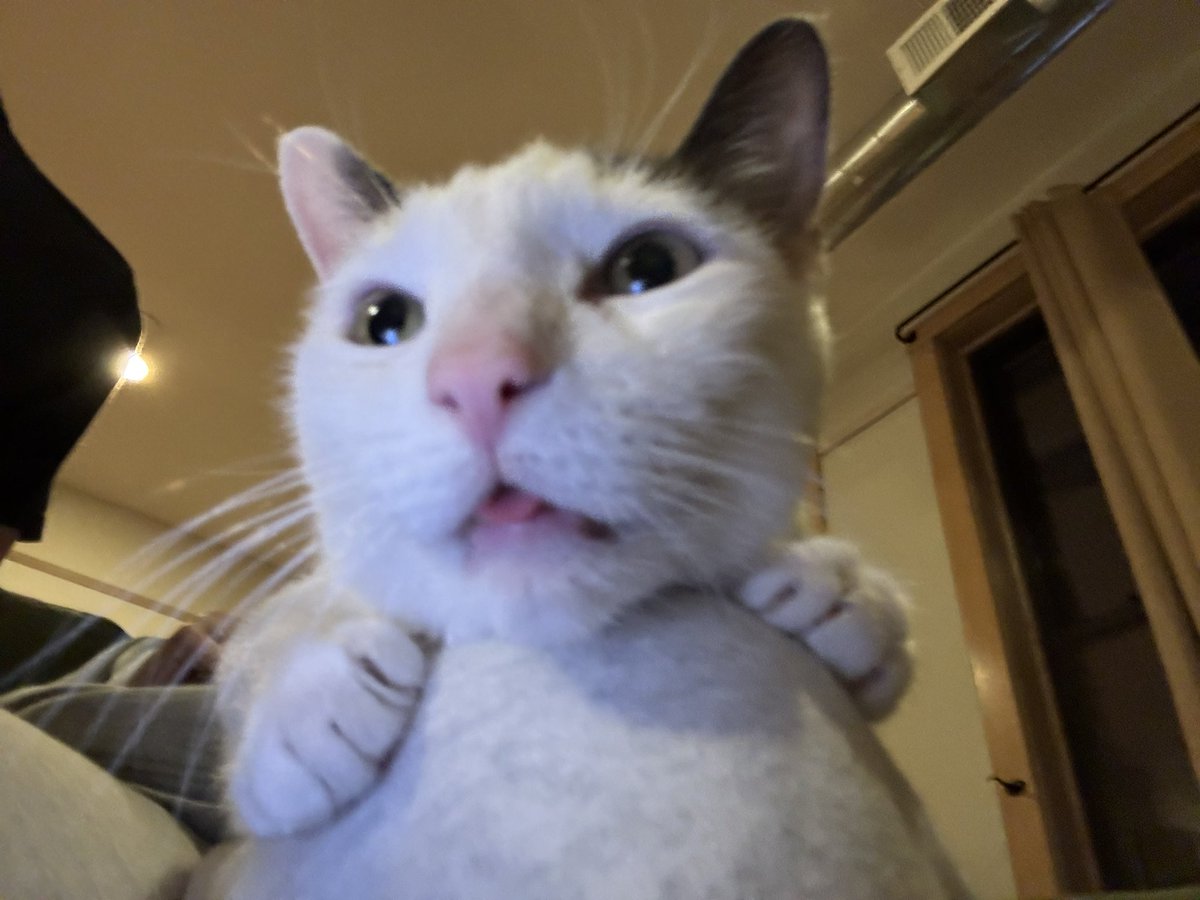 steven tippy tail tweet media