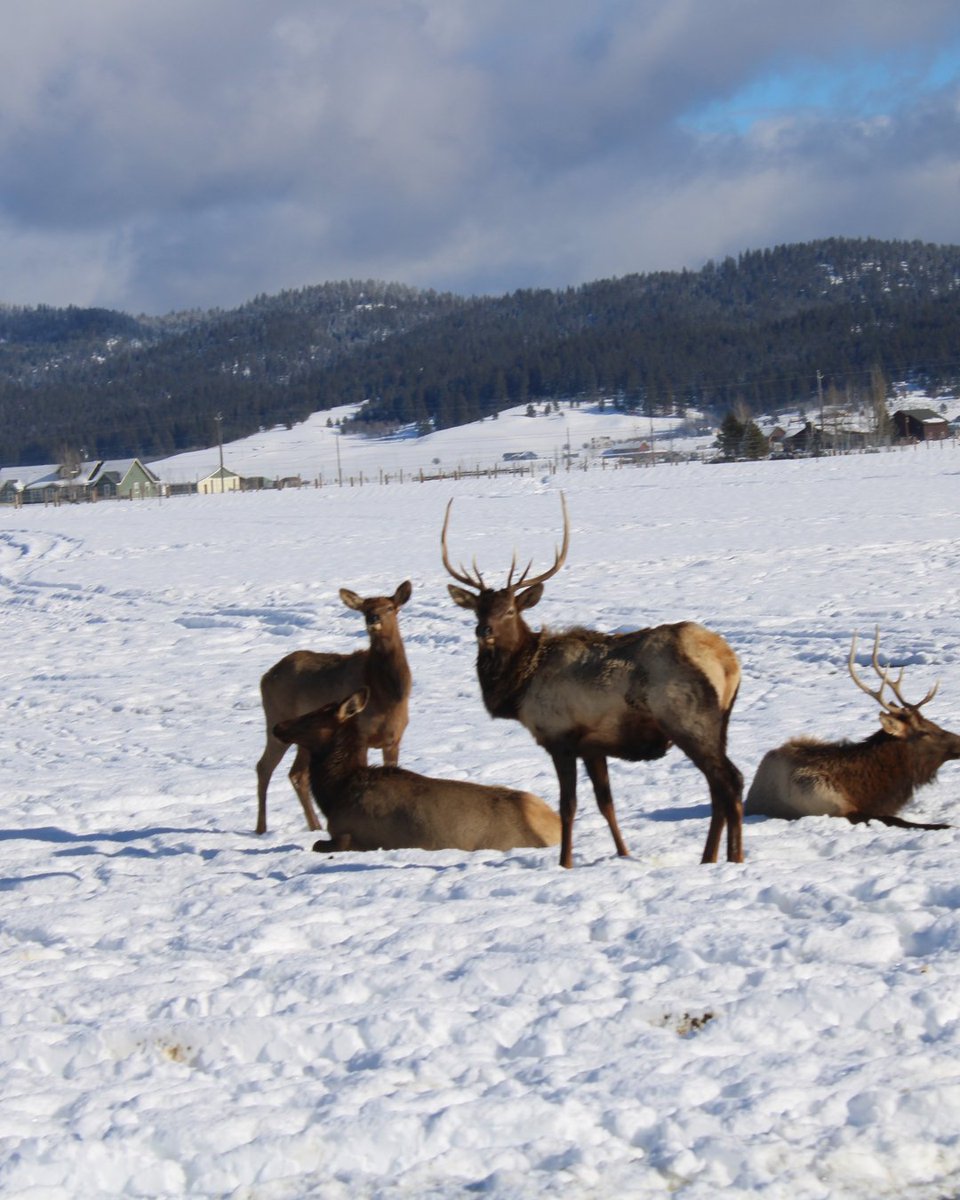 Whitetail Club Realty, LLC tweet media