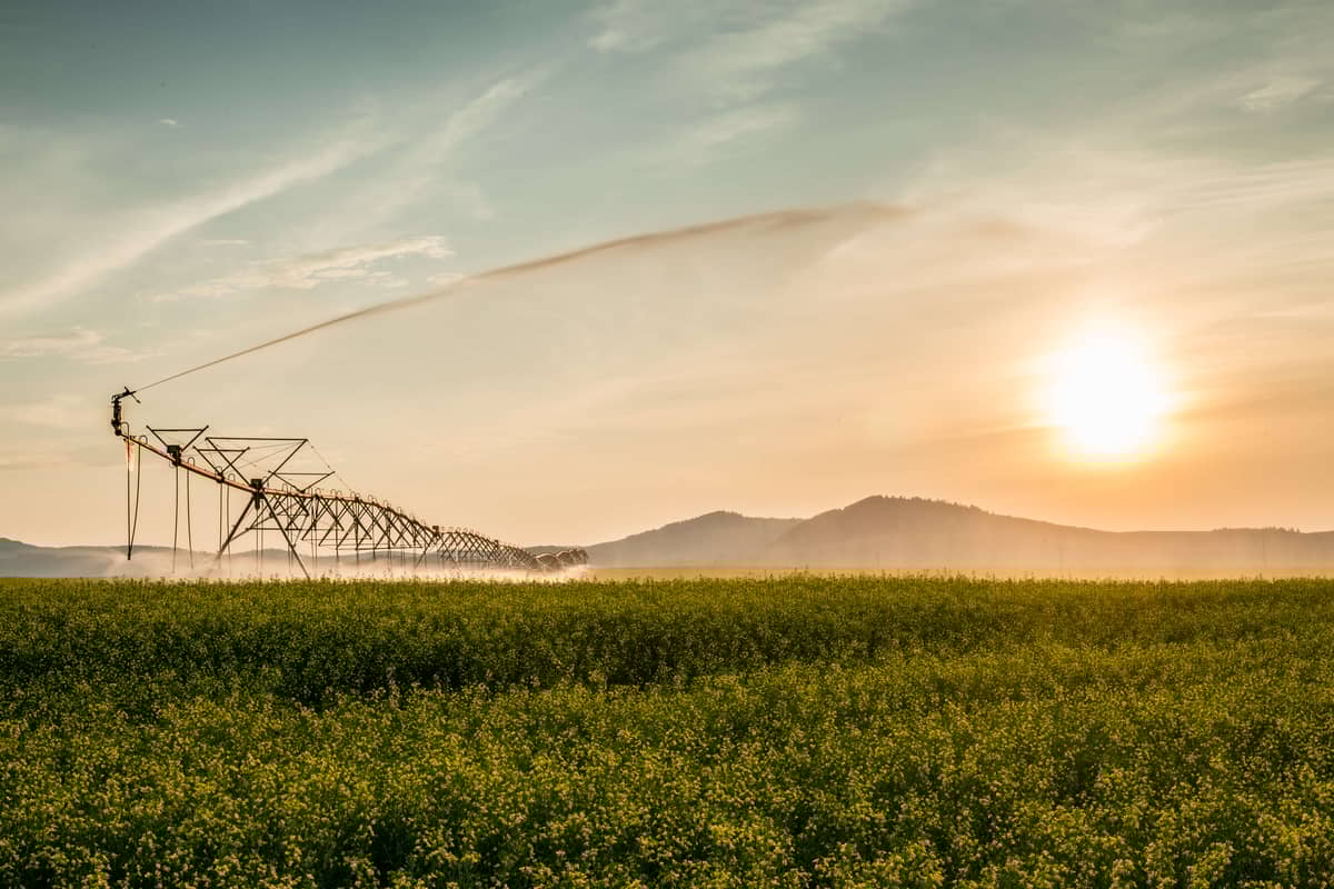 realagriculture's tweet image. Dr. David Chalack reflects on RDAR's evolution in Alberta, emphasizing the importance of trust and speed in agricultural research. 

Hear more: ow.ly/Ojhn50YgYSc #cdnag #agresearch #westcdnag #farming #agriculture