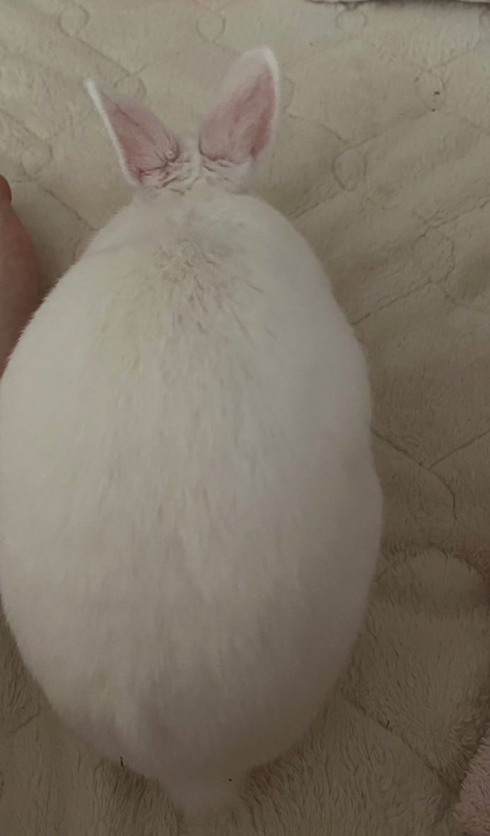 足元で眠ってたラムネちゃん。卵すぎる。
