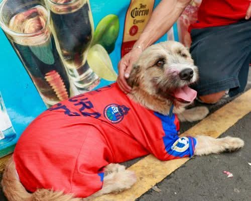 El <a href="/Profealmejagt/">Ever Hugo Almeja</a> si fuera therian.