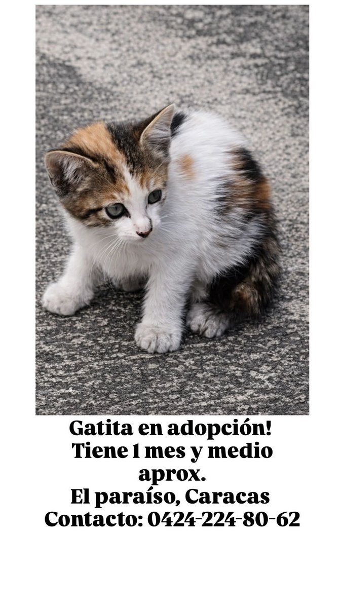 Gatita de un mes y medio aproximadamente en adopción! Está ubicada en Caracas y el  número de contacto es: 0424-224-80-62