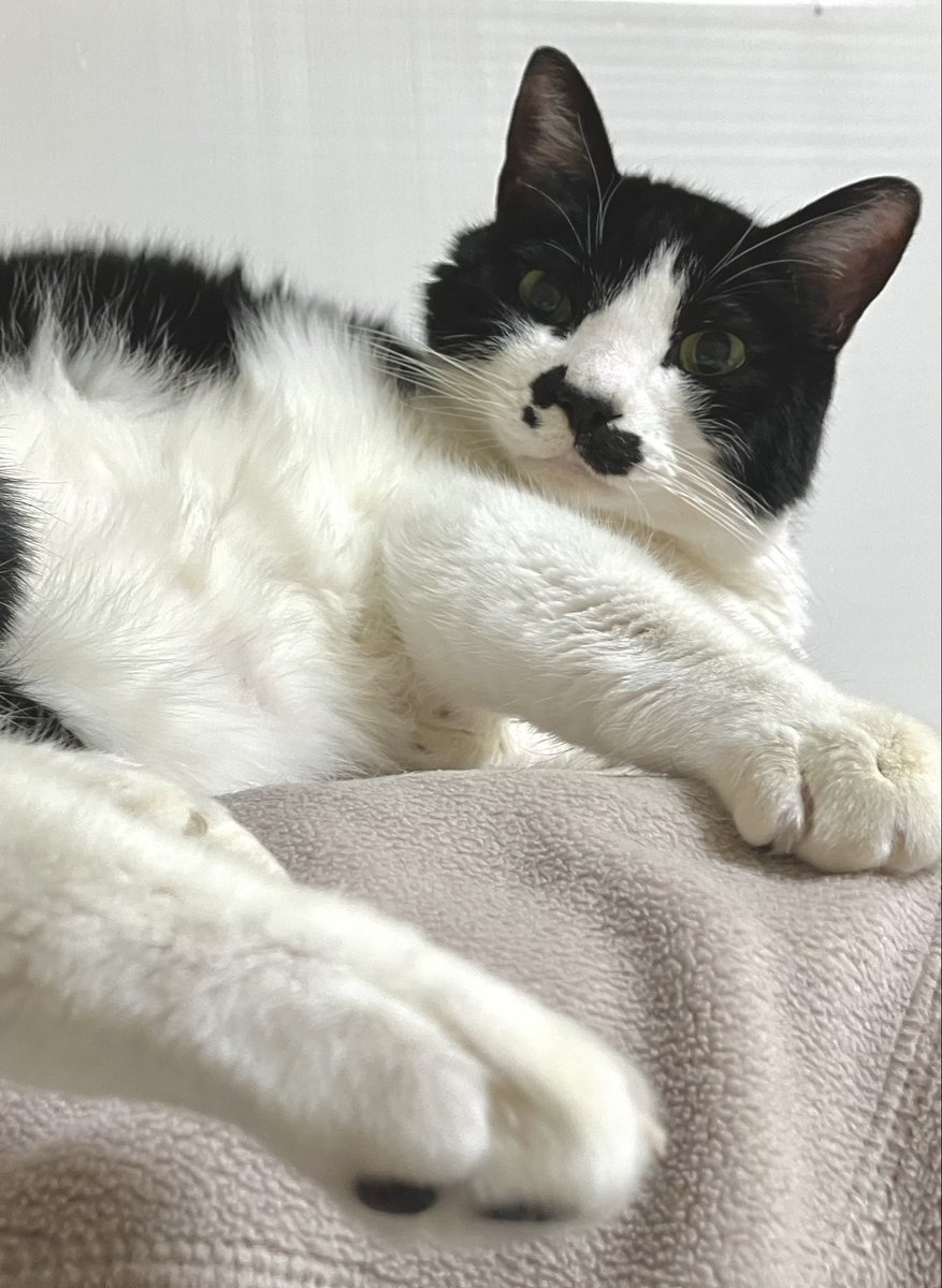 おはようマタさん

フリースでフミフミしてるニャ