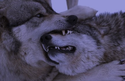 hakaelll's tweet image. 